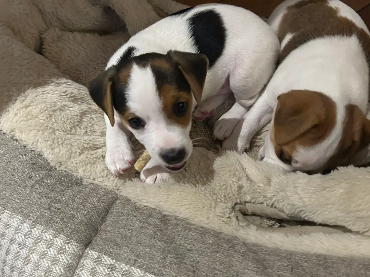 Billede 11 - Jack Russell hvalp