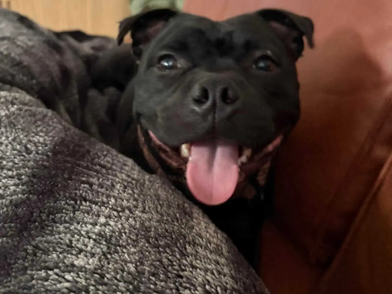 Billede 2 - Den skønneste staff dreng sælges