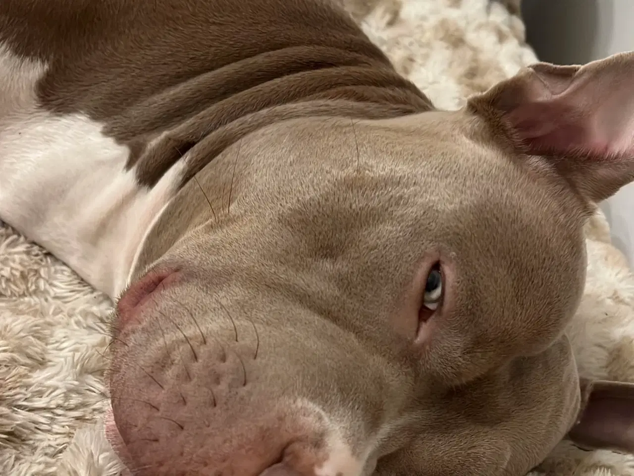 Billede 1 - Hund bully xl