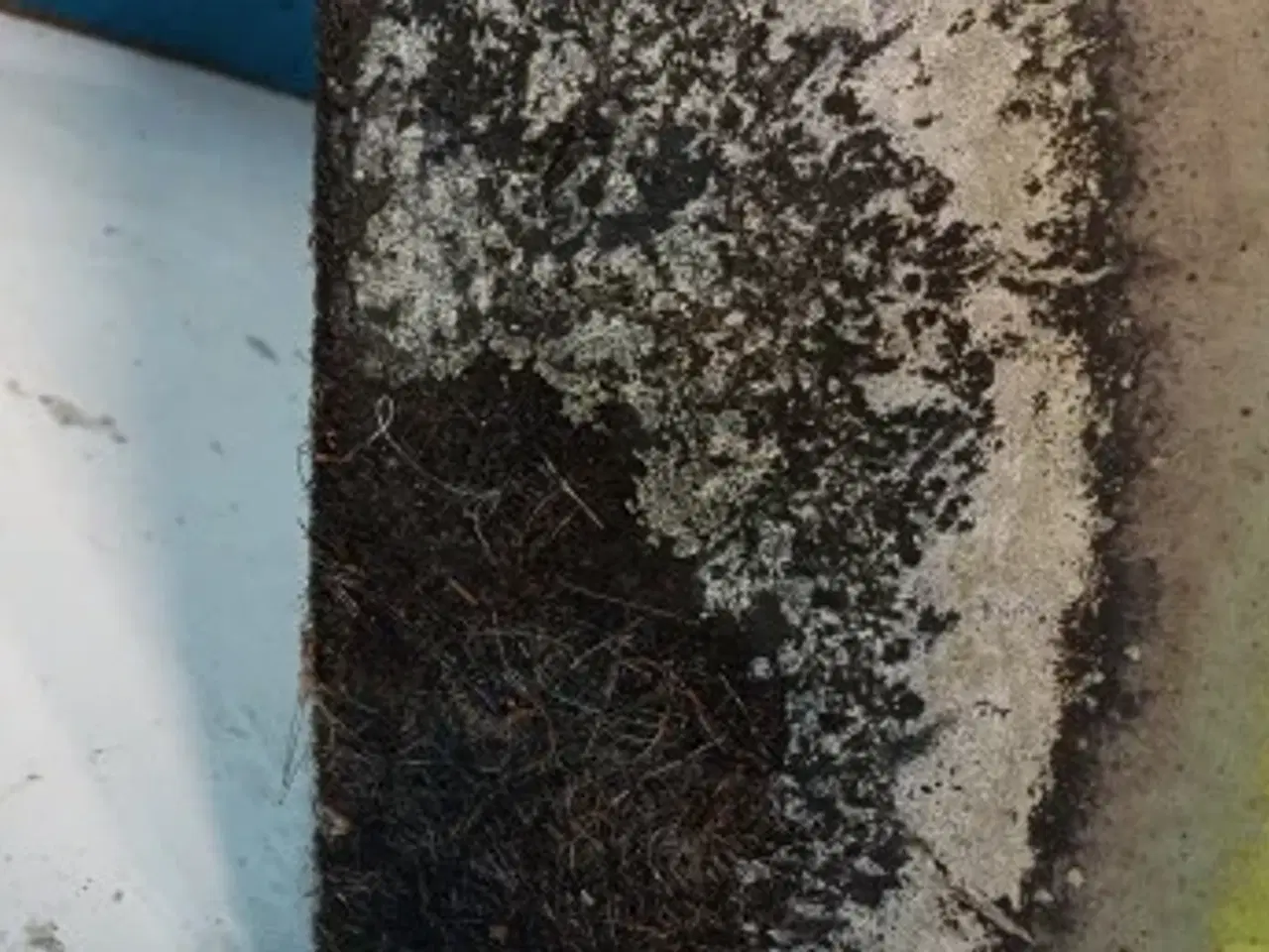 Billede 8 - Claas Lexion 570 Bagplade 7946521