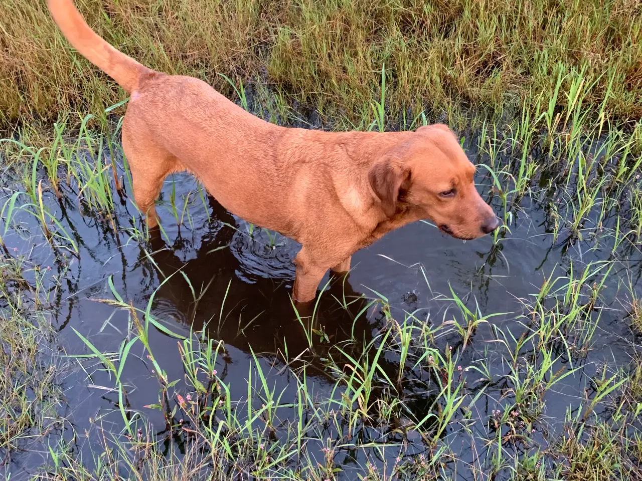 Billede 11 - Røde labrador hvalpe