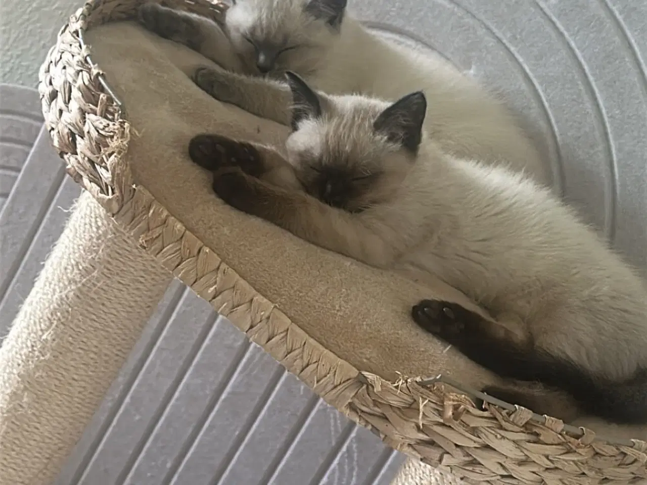 Billede 1 - Søde kat ragdoll til salg