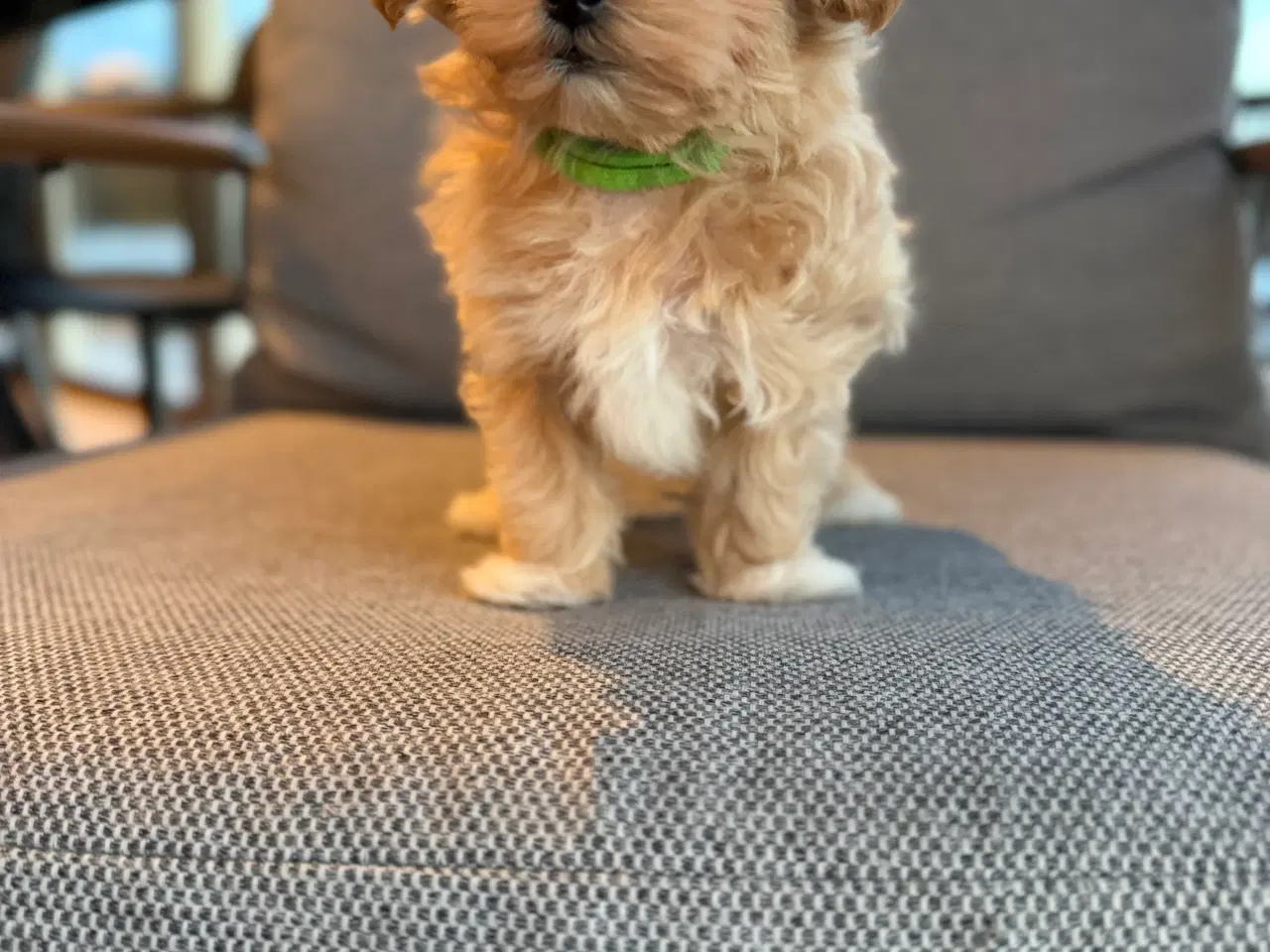 Billede 4 - Maltipoo