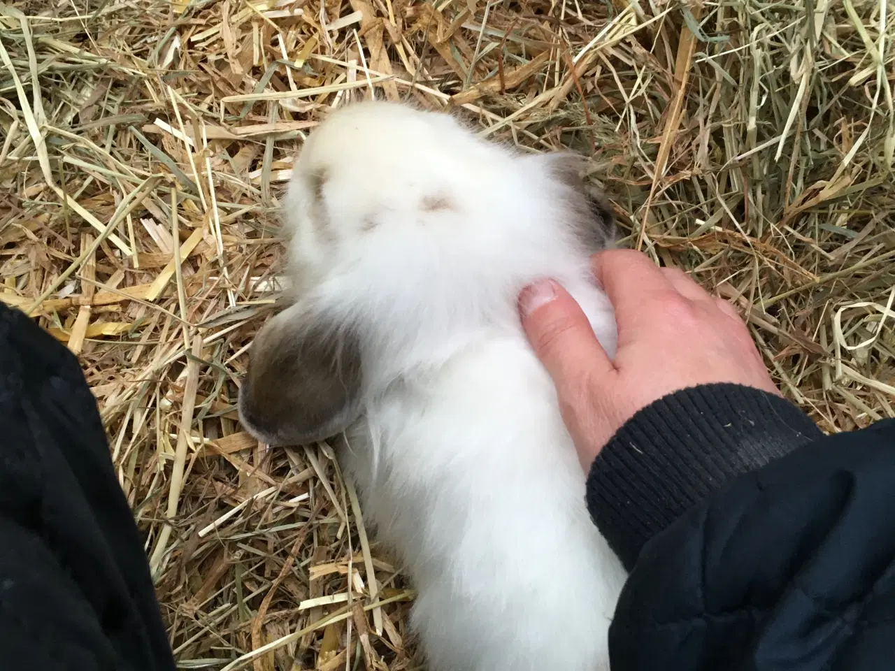 Billede 5 - Mille søger et kærligt hjem