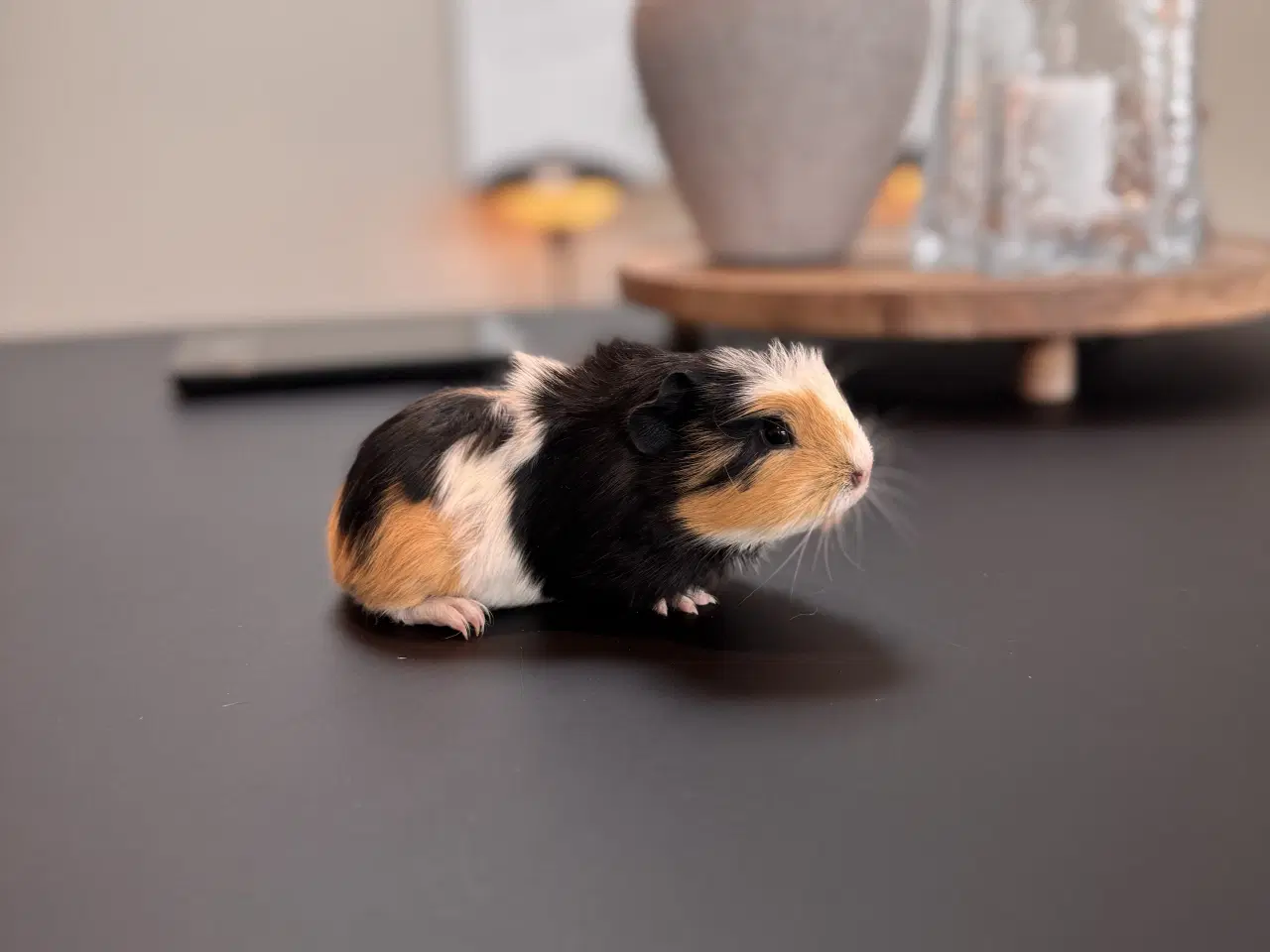 Billede 8 - Marsvin, Han unger 5 stk