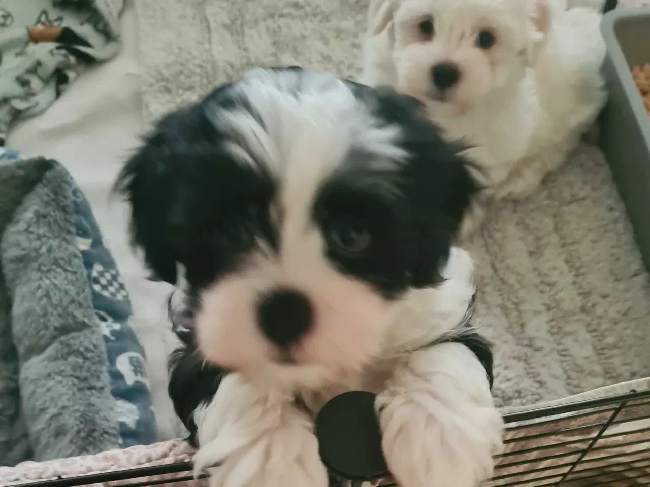 Billede 3 - Bichon havanais hvalp