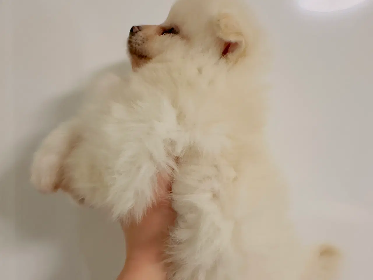 Billede 6 - Pomeranian 