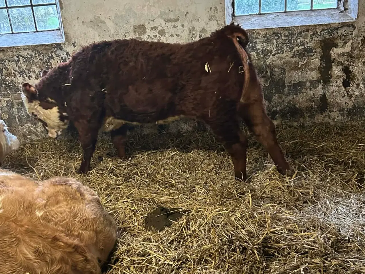 Billede 4 - hereford kvier sælges