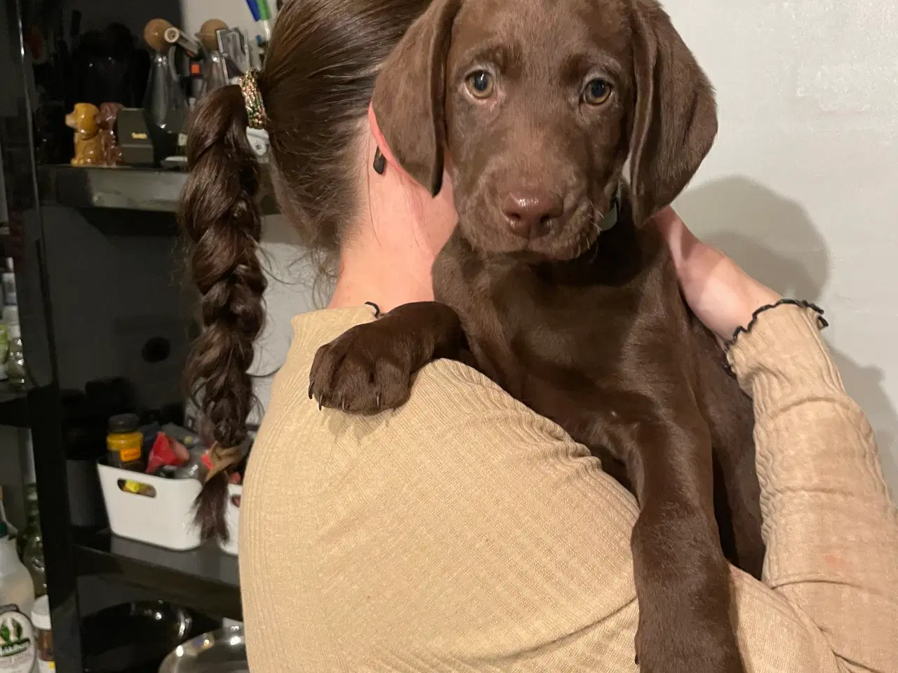 Billede 3 - Labradoodle