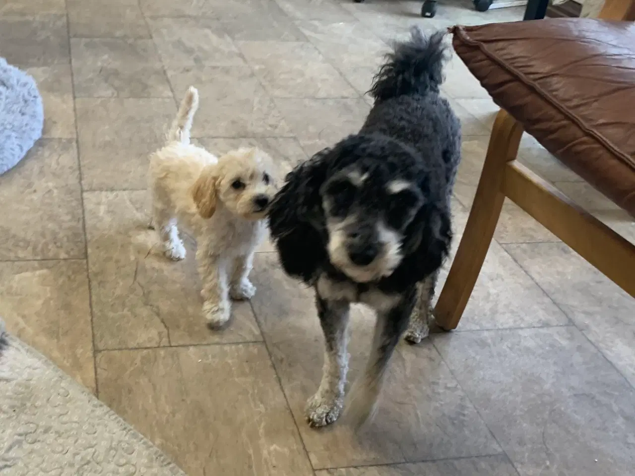 Billede 2 - Maltipoo babyer er rejse klar nu 
