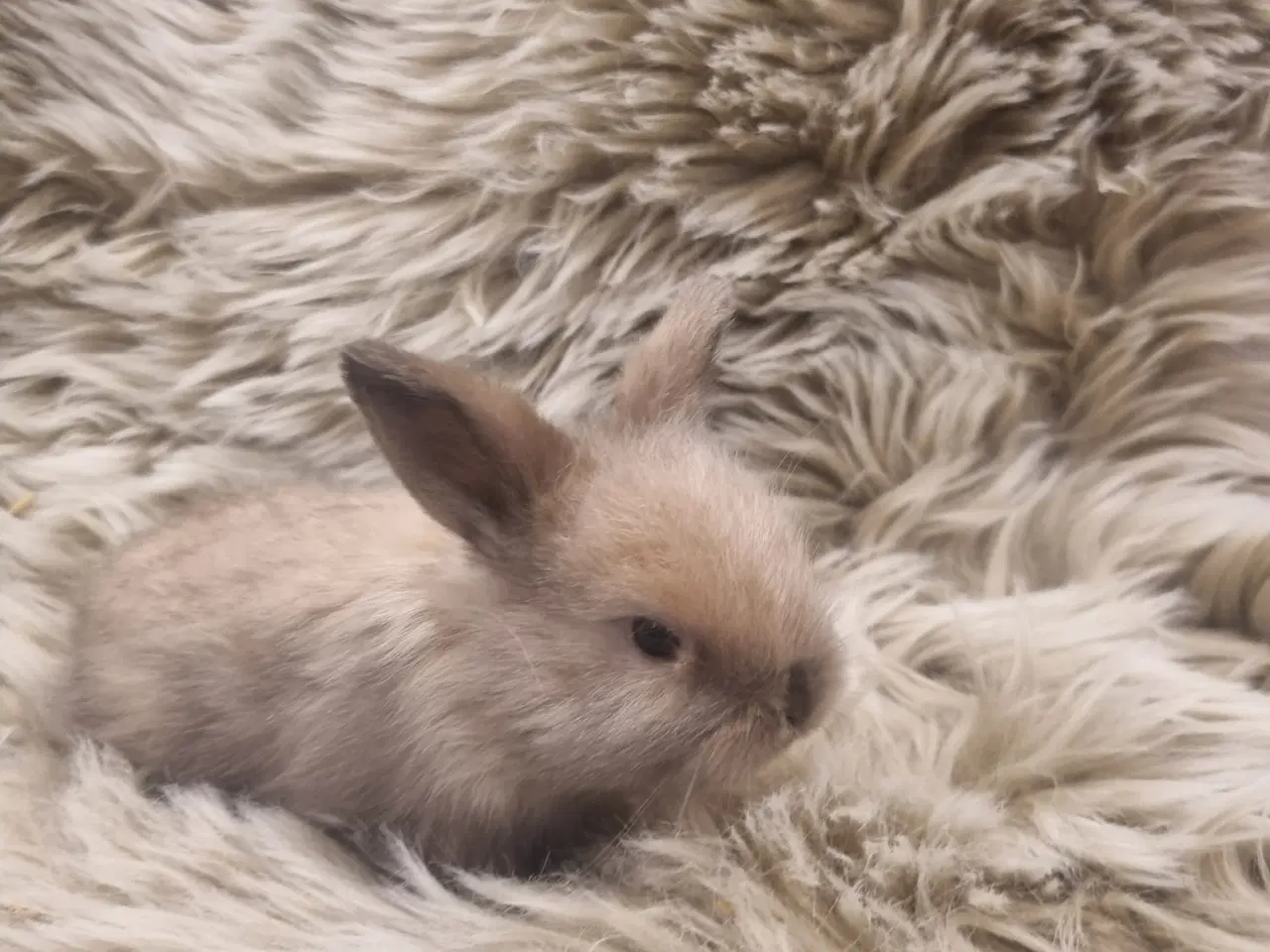 Billede 2 - Super søde Mini lop dværgkanin unger
