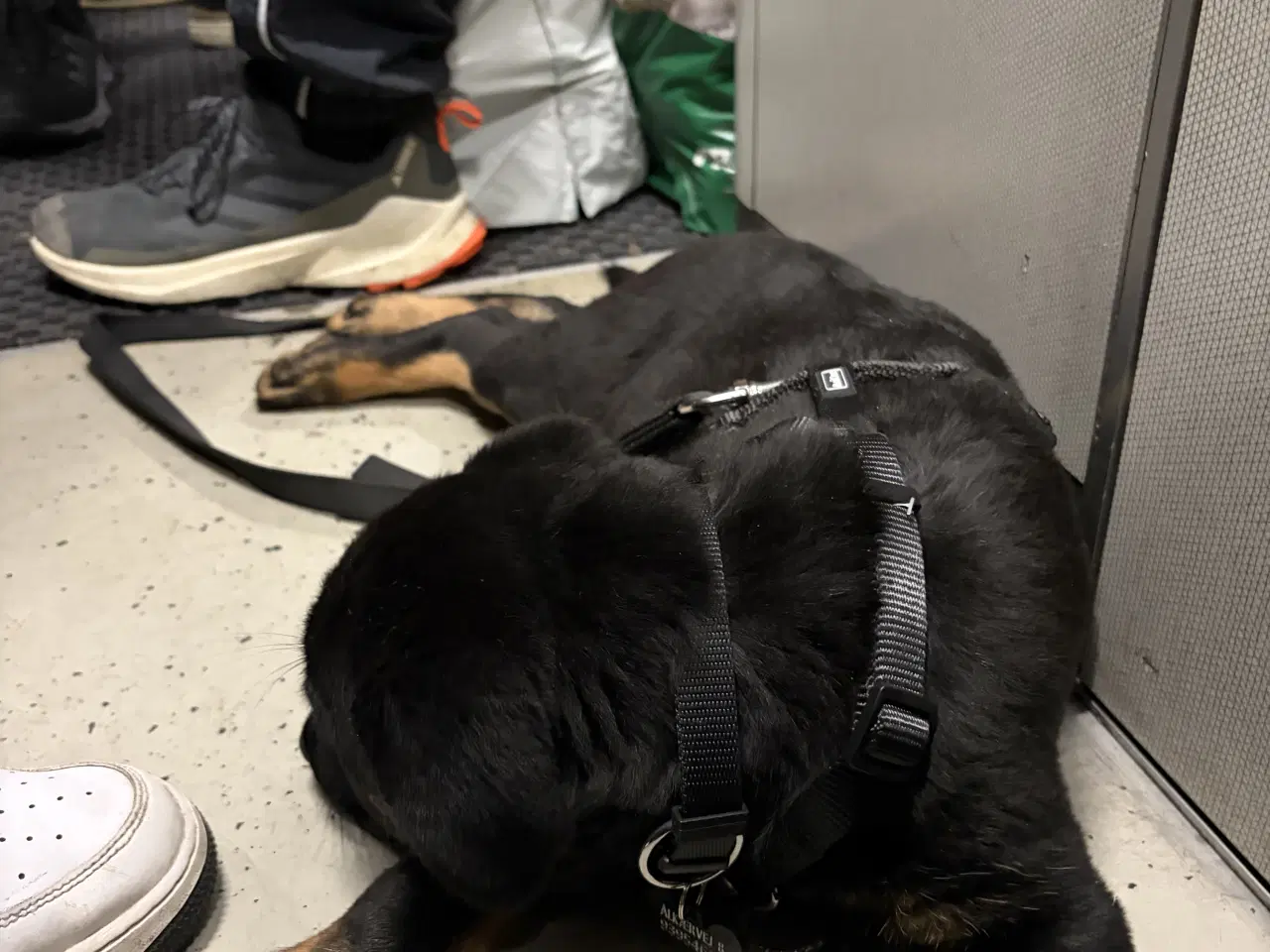 Billede 19 - Rottweiler / schæfer blanding