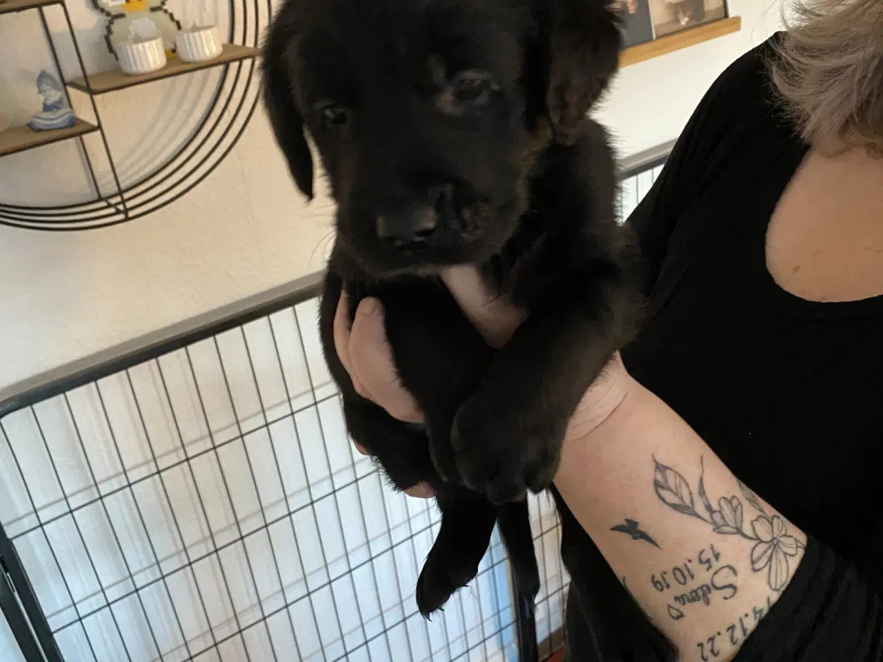 Billede 7 - 1 sort han hund som mangler sit eget hjem 