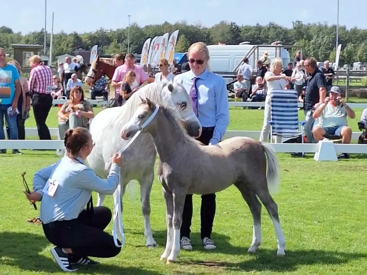 Billede 4 - Welsh sec A hoppeplag