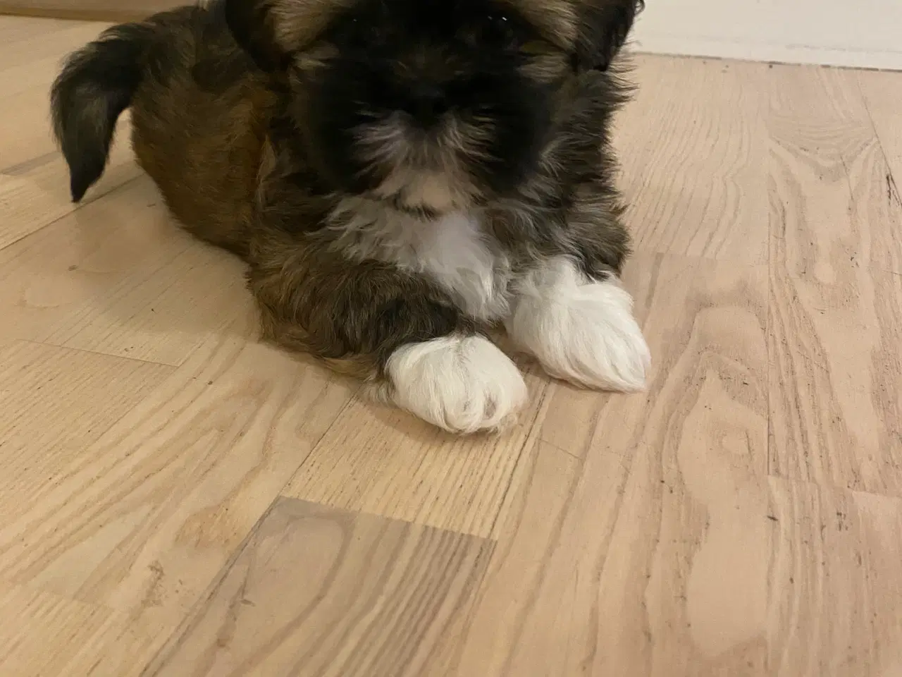 Billede 3 - Hvalpe -Lhasa Apso 