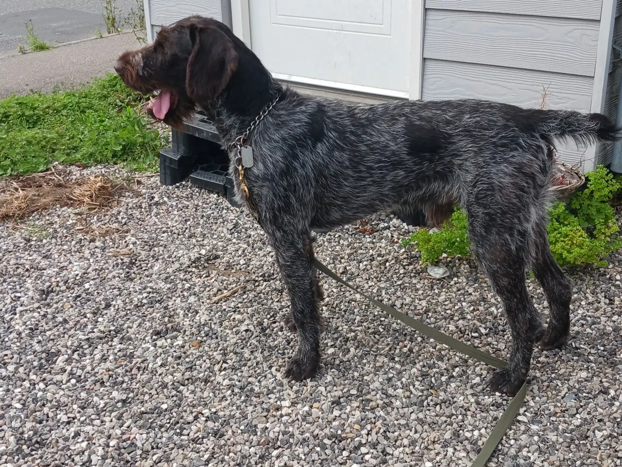 Billede 6 - Tysk ruhåret hønsehund