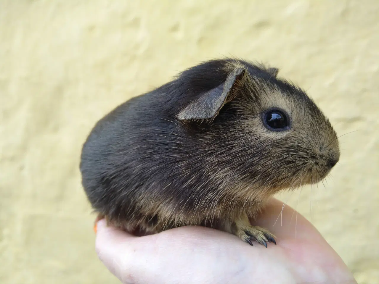 Billede 4 - 2 hun unger, veninder