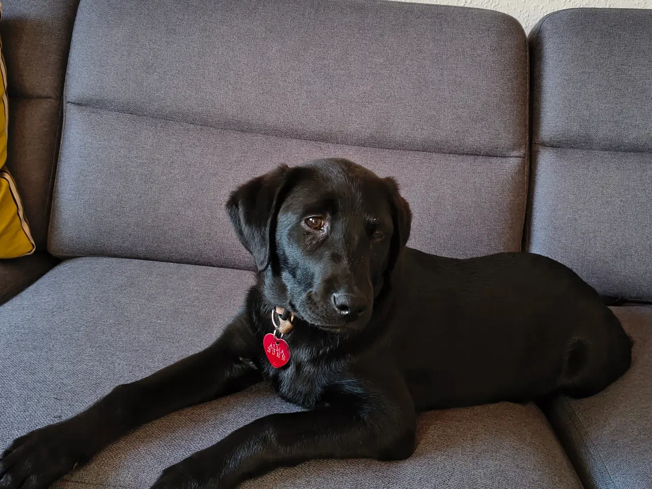 Billede 1 - Labrador Retriever 