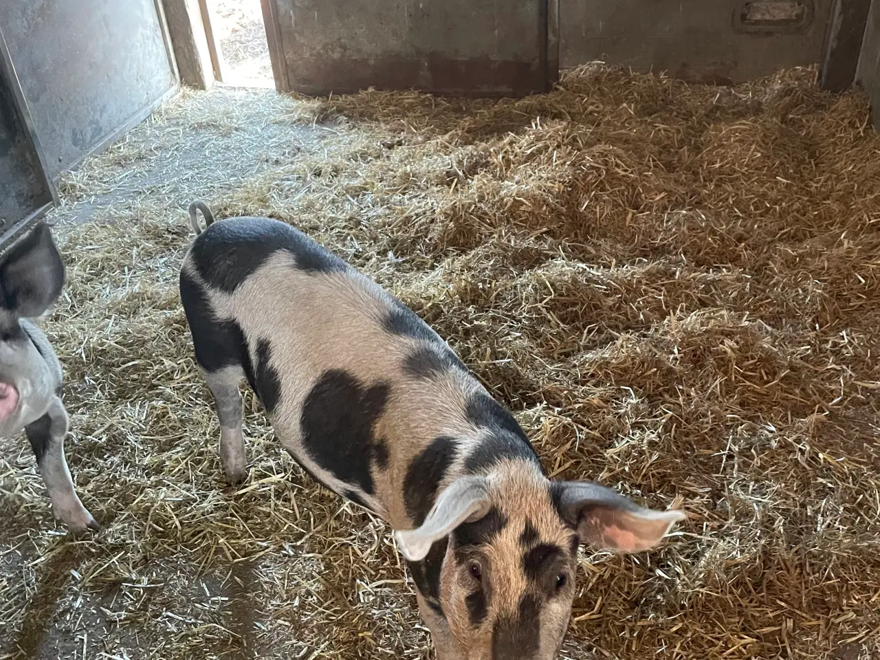 Billede 1 - Orne gammel dansk landrace