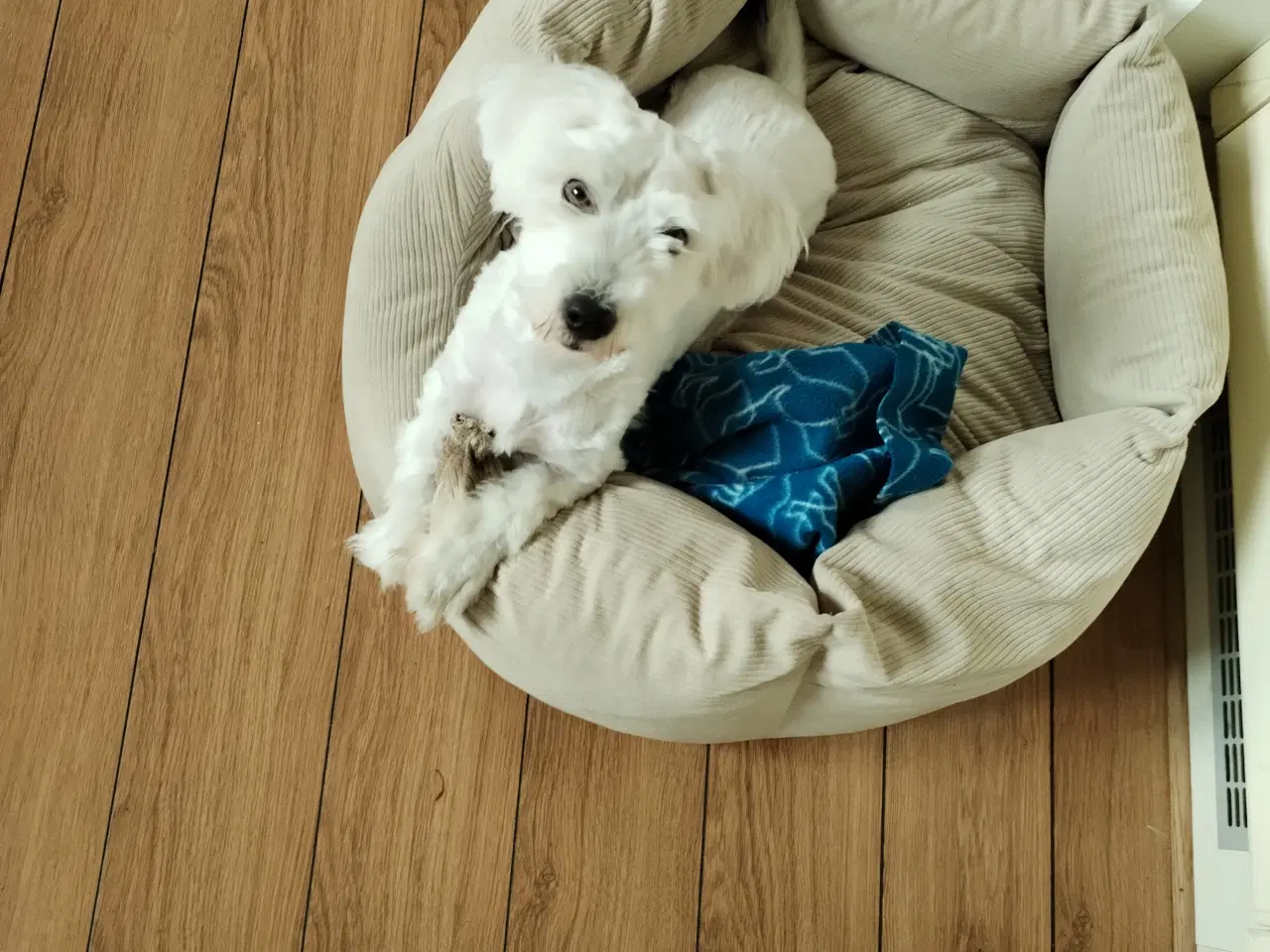 Billede 1 - Coton de tulear 