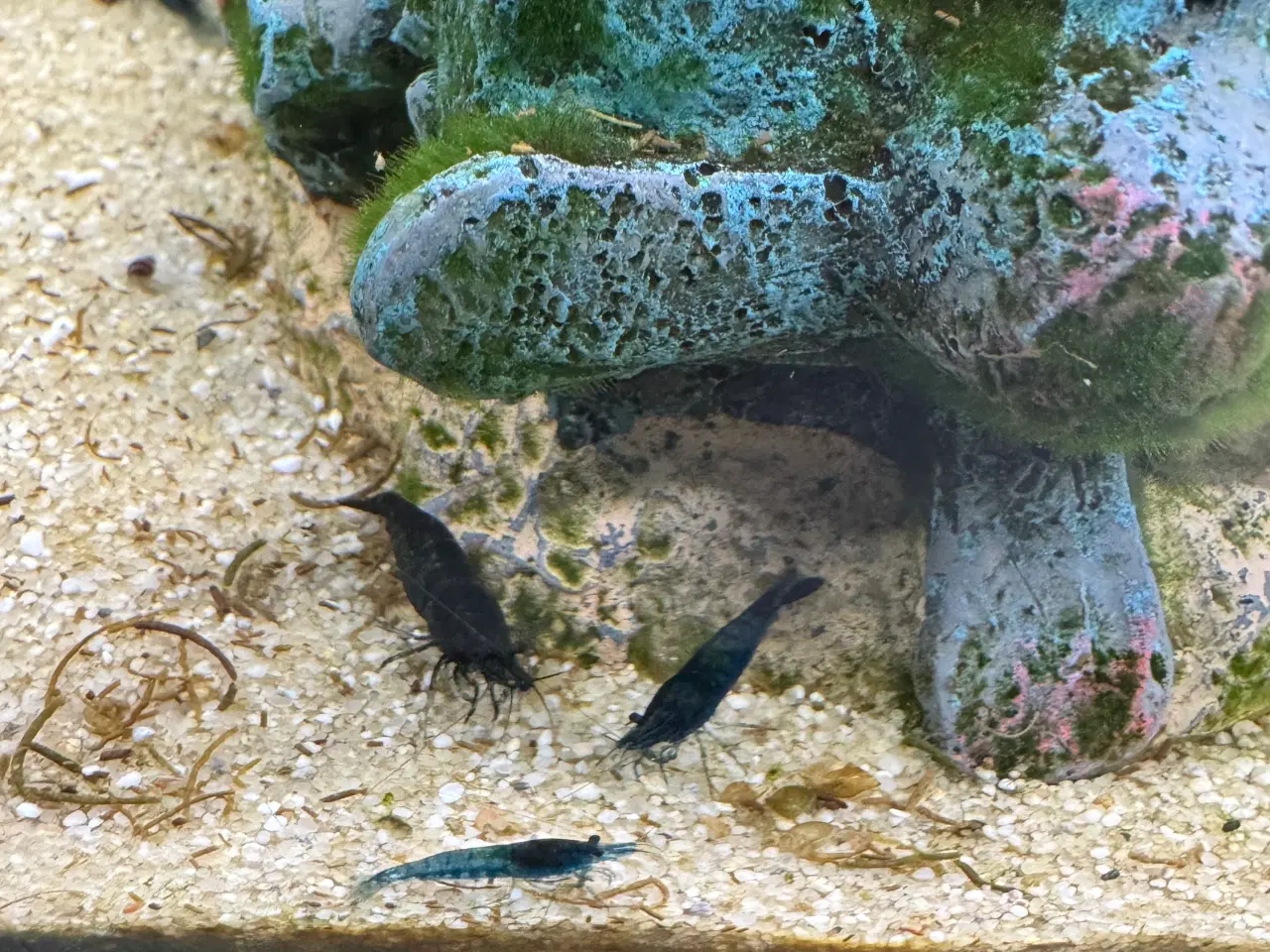 Billede 2 - Blue dream neocaridina rejer