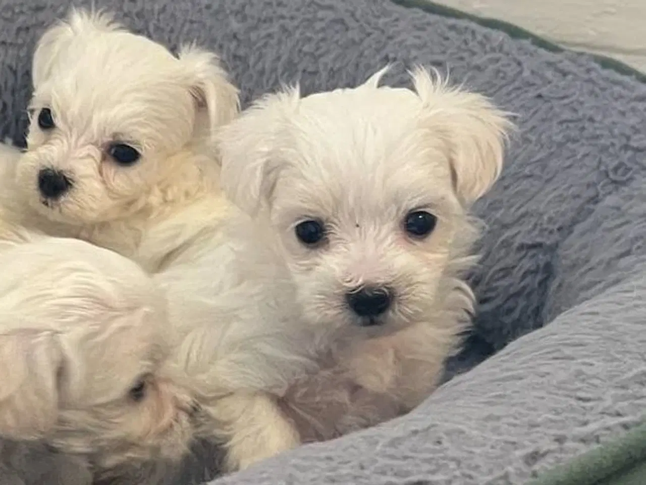 Billede 2 - malteser/Bichon Bolognese hvalpe