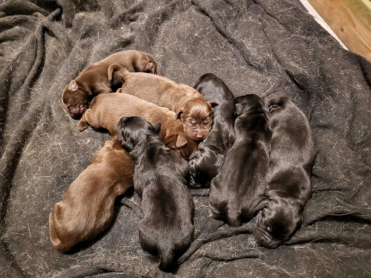 Billede 1 - Labrador Hundehvalpe 