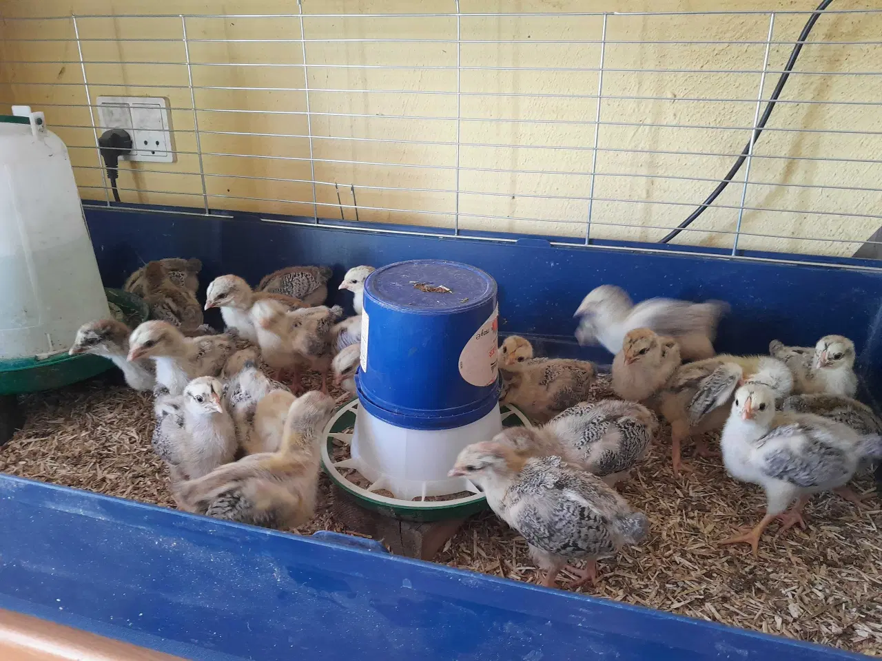 Billede 1 - Varmefrie Dværg wyandotter