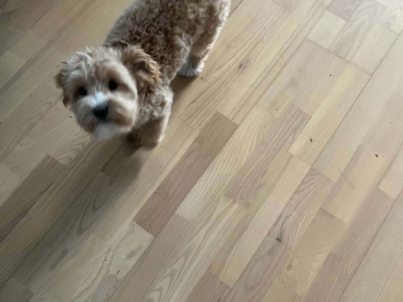 Billede 4 - Maltipoo tæve 6 mdr.