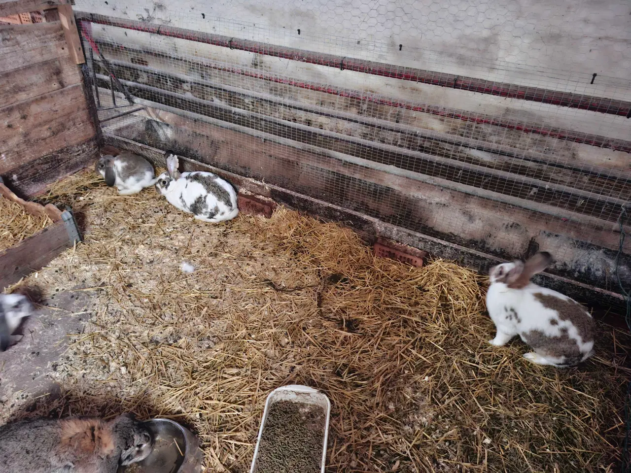 Billede 2 - Store kaniner klar til avl.