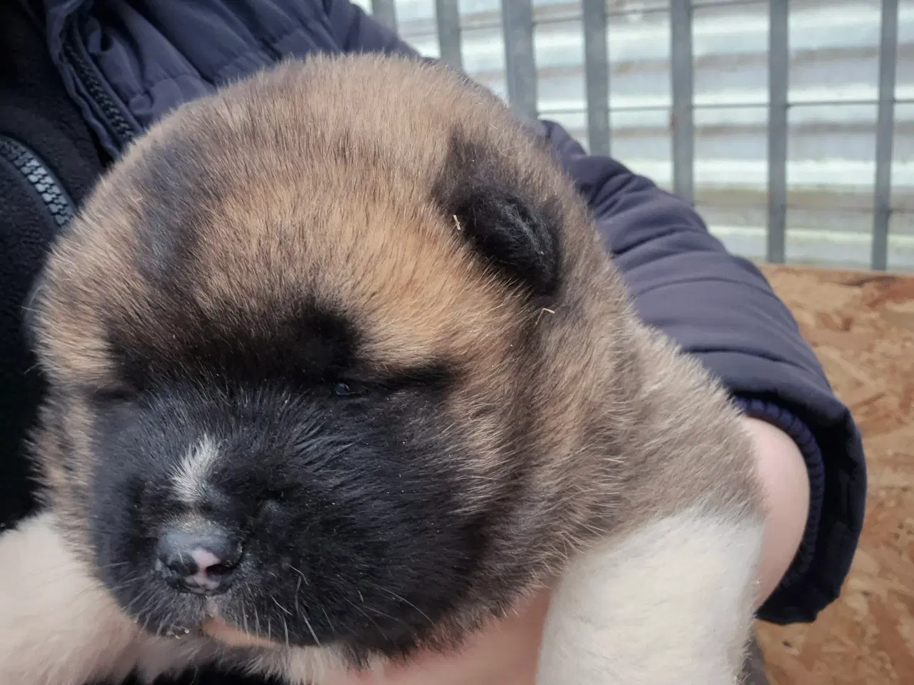 Billede 2 - Hundehvalpe American Akita 