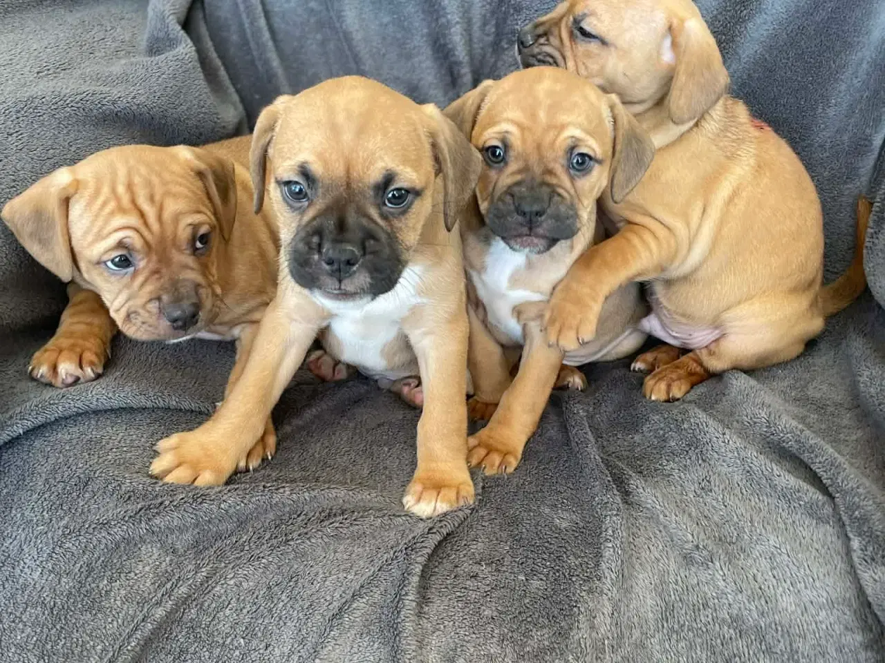 Billede 1 - Fransk-Dansk