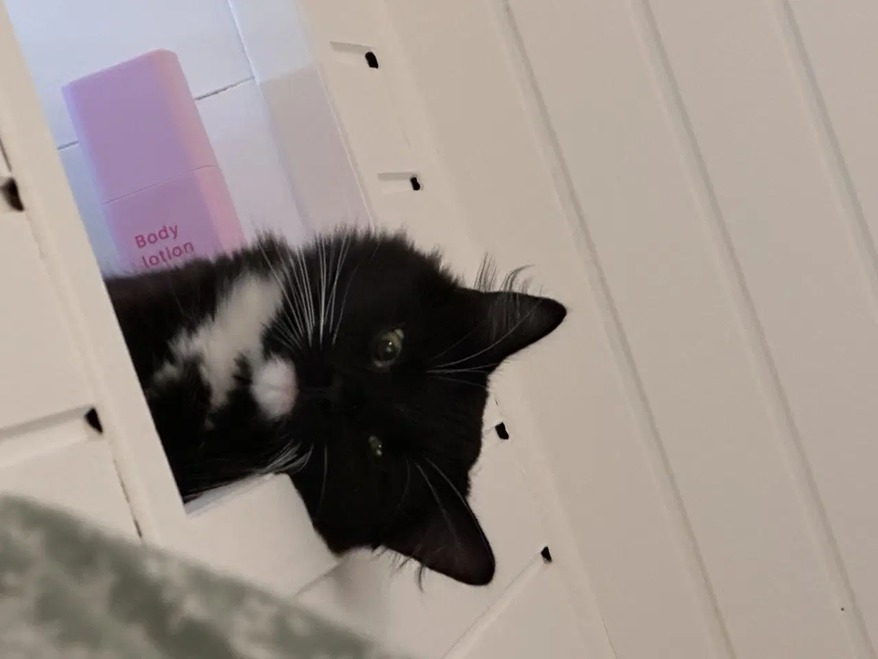 Billede 3 - Onkel Ole søger nyt hjem 