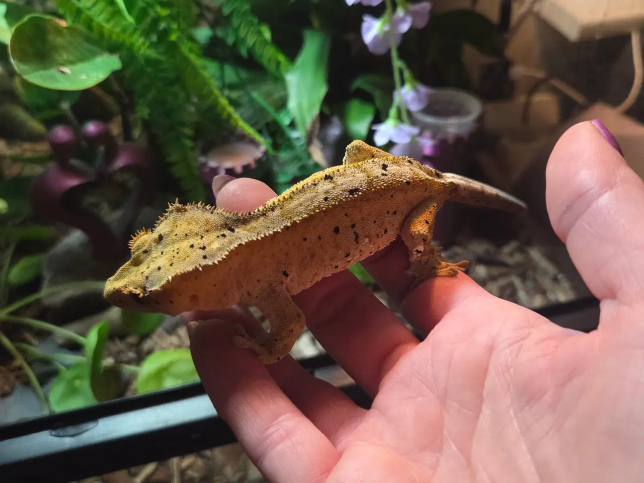 Billede 3 - Kronegekko han super dalmatiner 