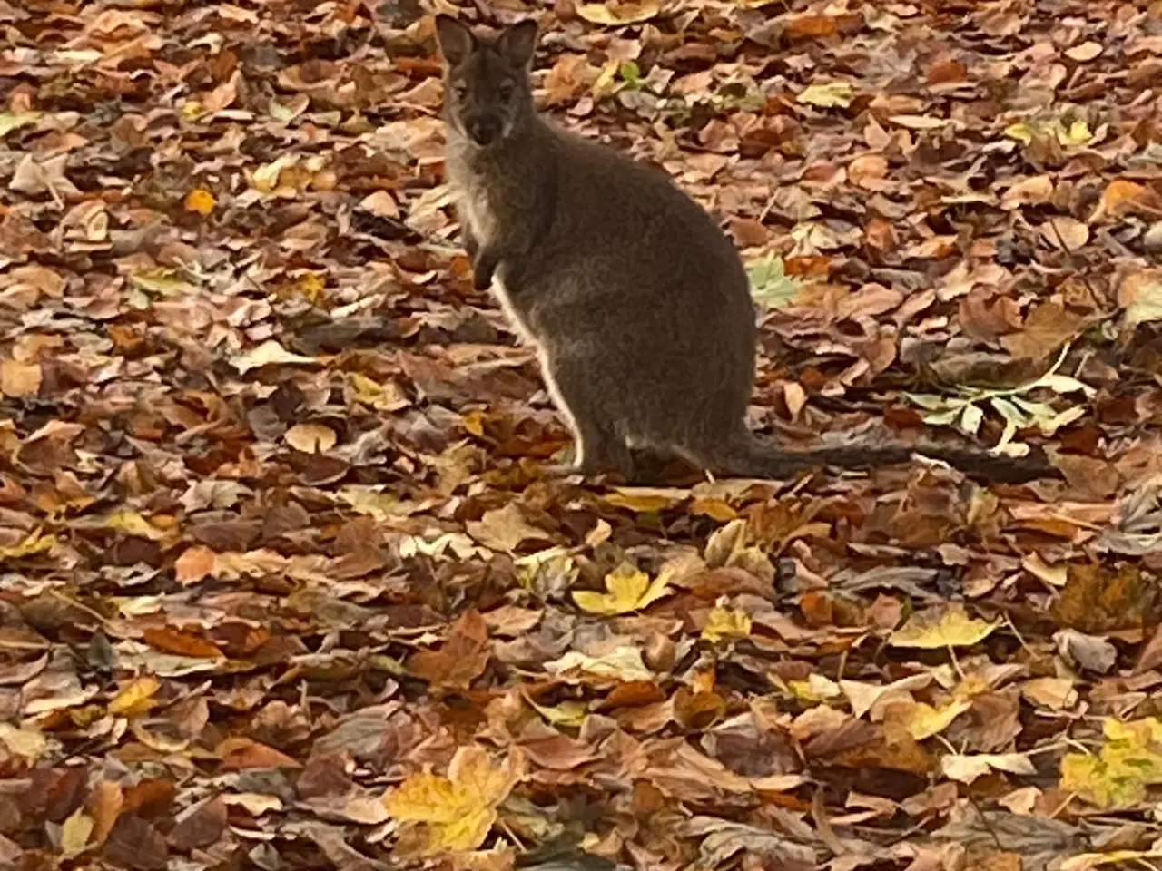 Billede 3 - Kænguro