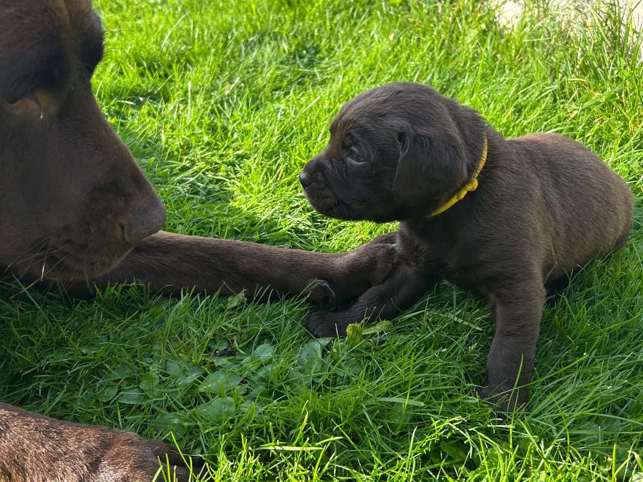 Billede 5 - Brune labradorhvalpe - den gammeldags slags sælges