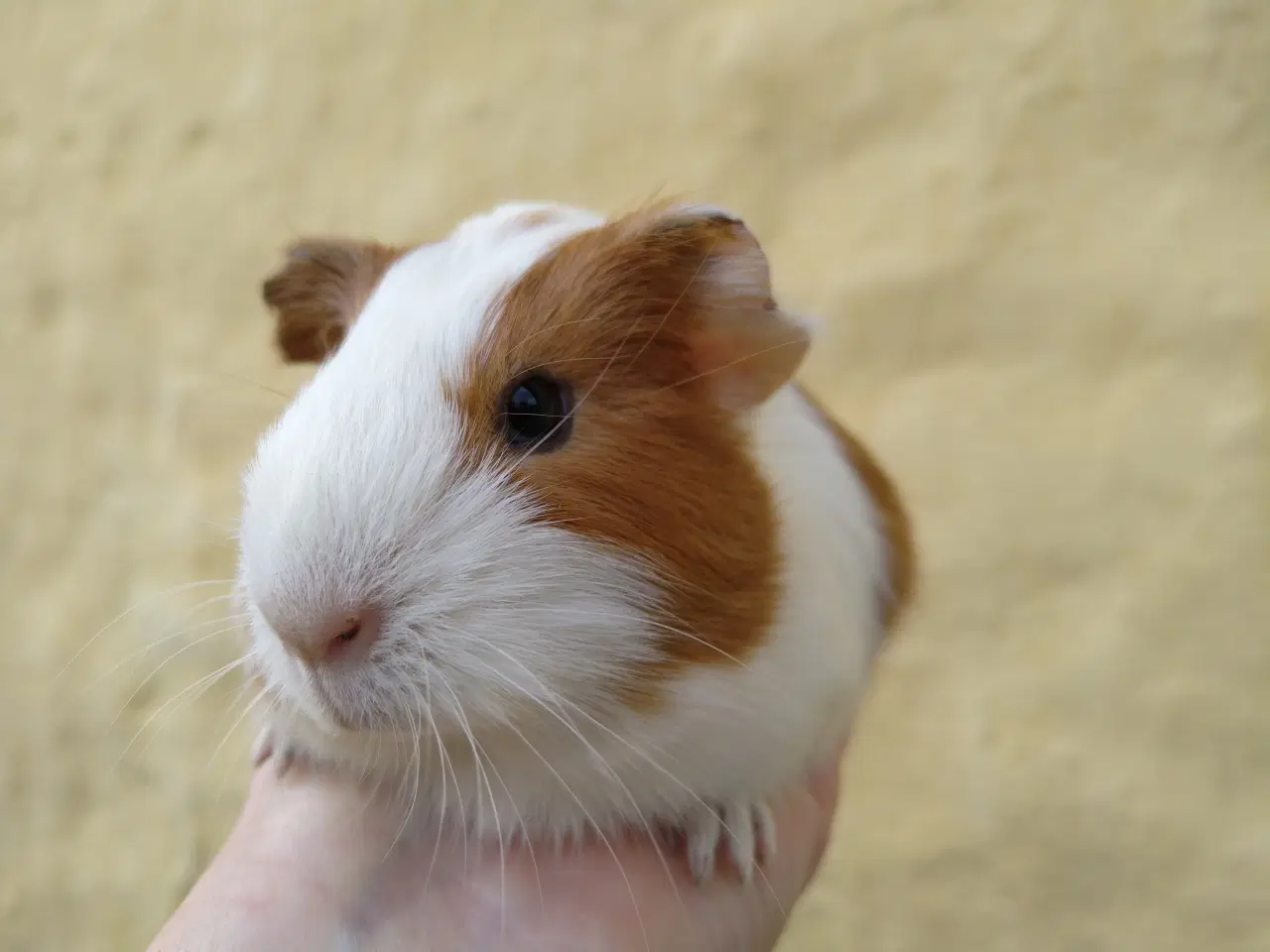 Billede 5 - 2 søstre, glathårede 