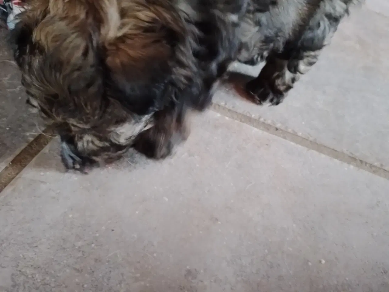 Billede 4 - Allergivenlig hvalp