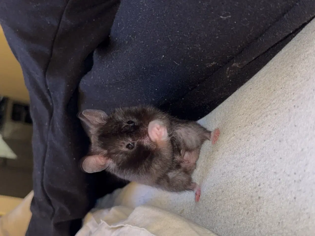 Billede 3 - Guldhamster 