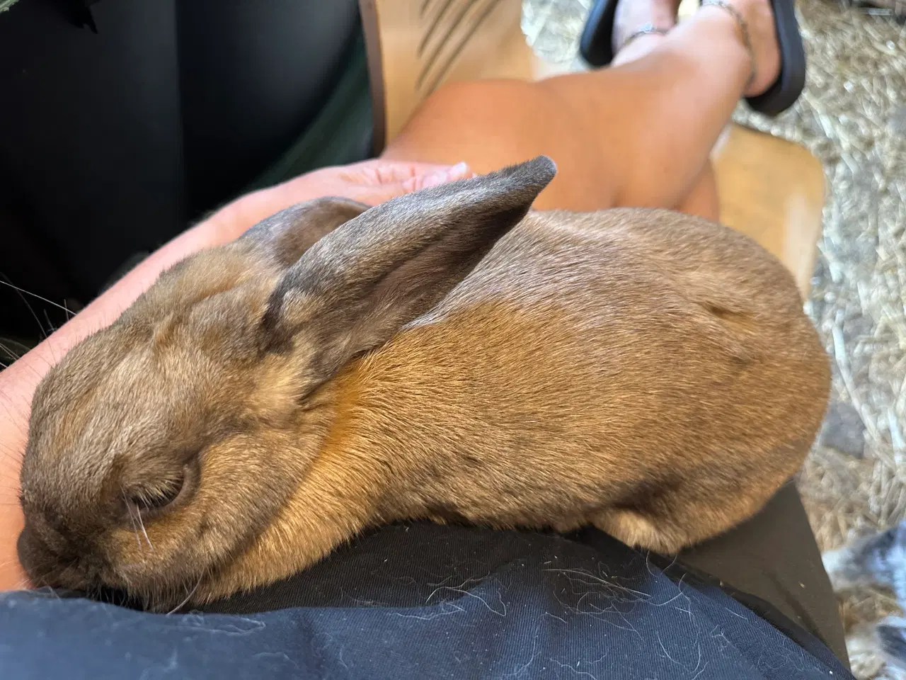 Billede 7 - Kælen og tam hun kanin
