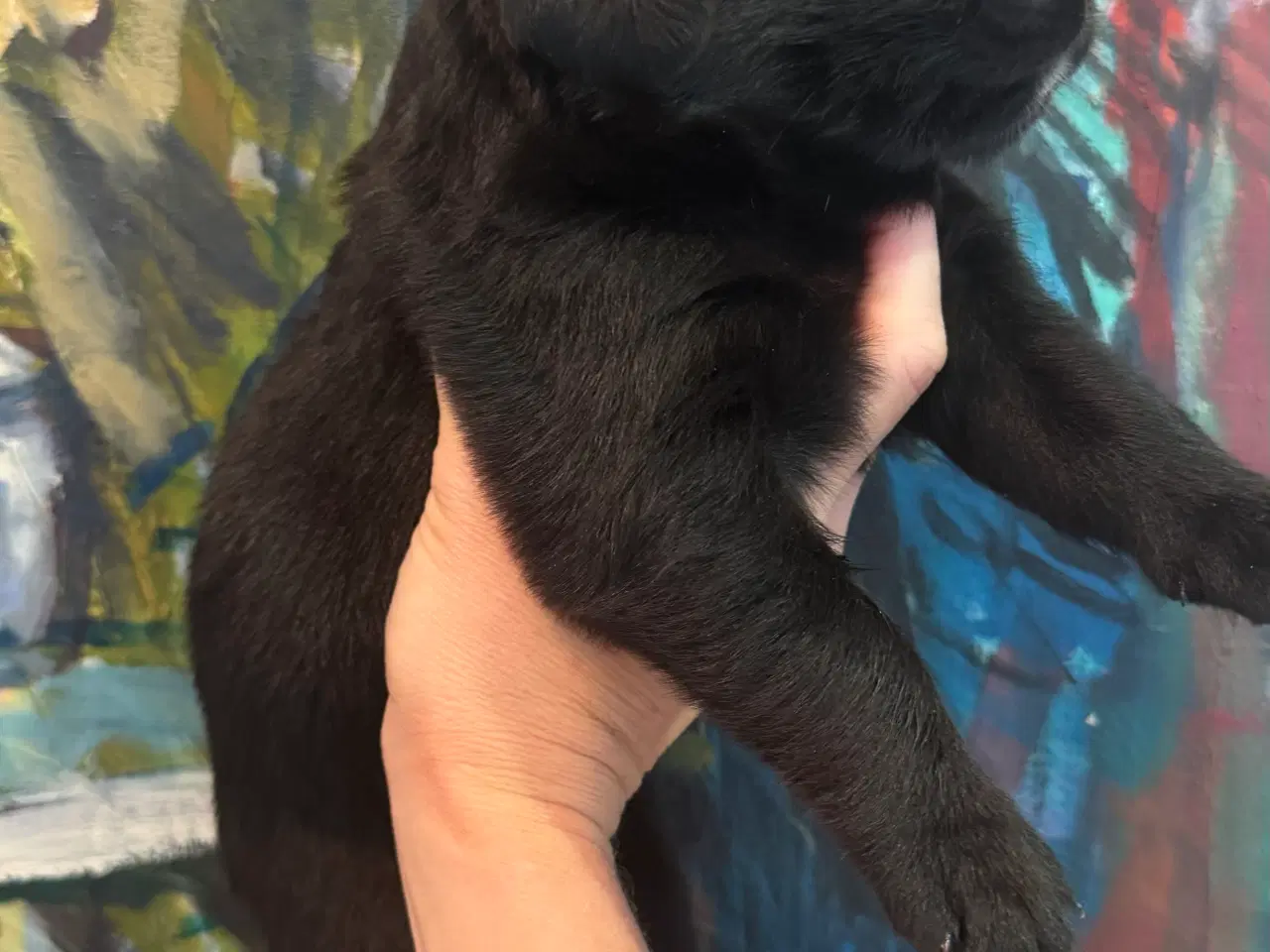 Billede 4 - Golden Retriever & Rottweiler mix