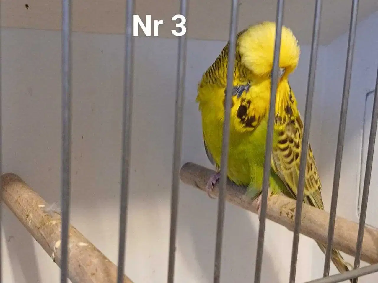 Billede 7 - Engelske undulater 