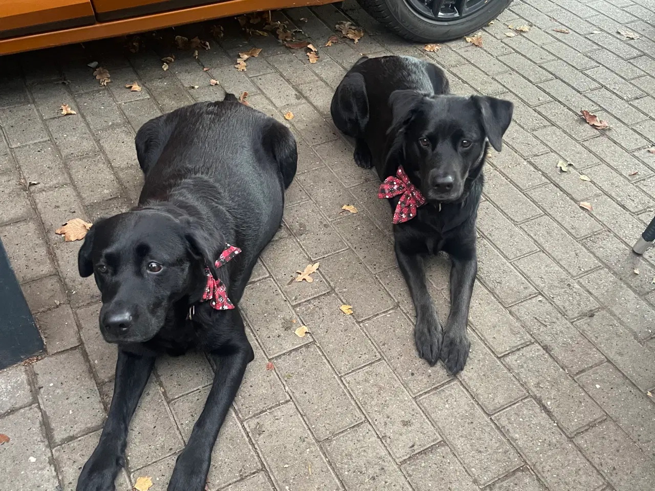 Billede 9 - Lækre familiehunde