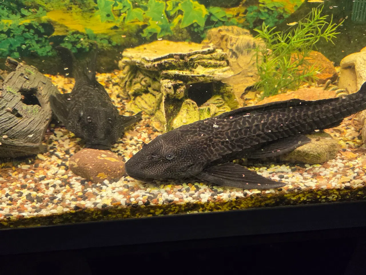 Billede 1 - Akvarie Stort