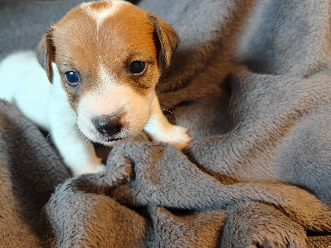 Billede 4 - Lækker Jack Russell Terrier hvalpe