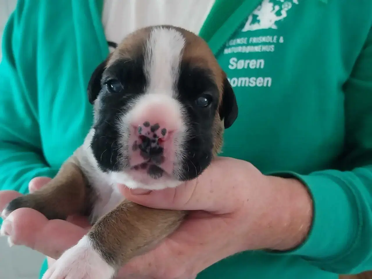 Billede 1 - Boxer
