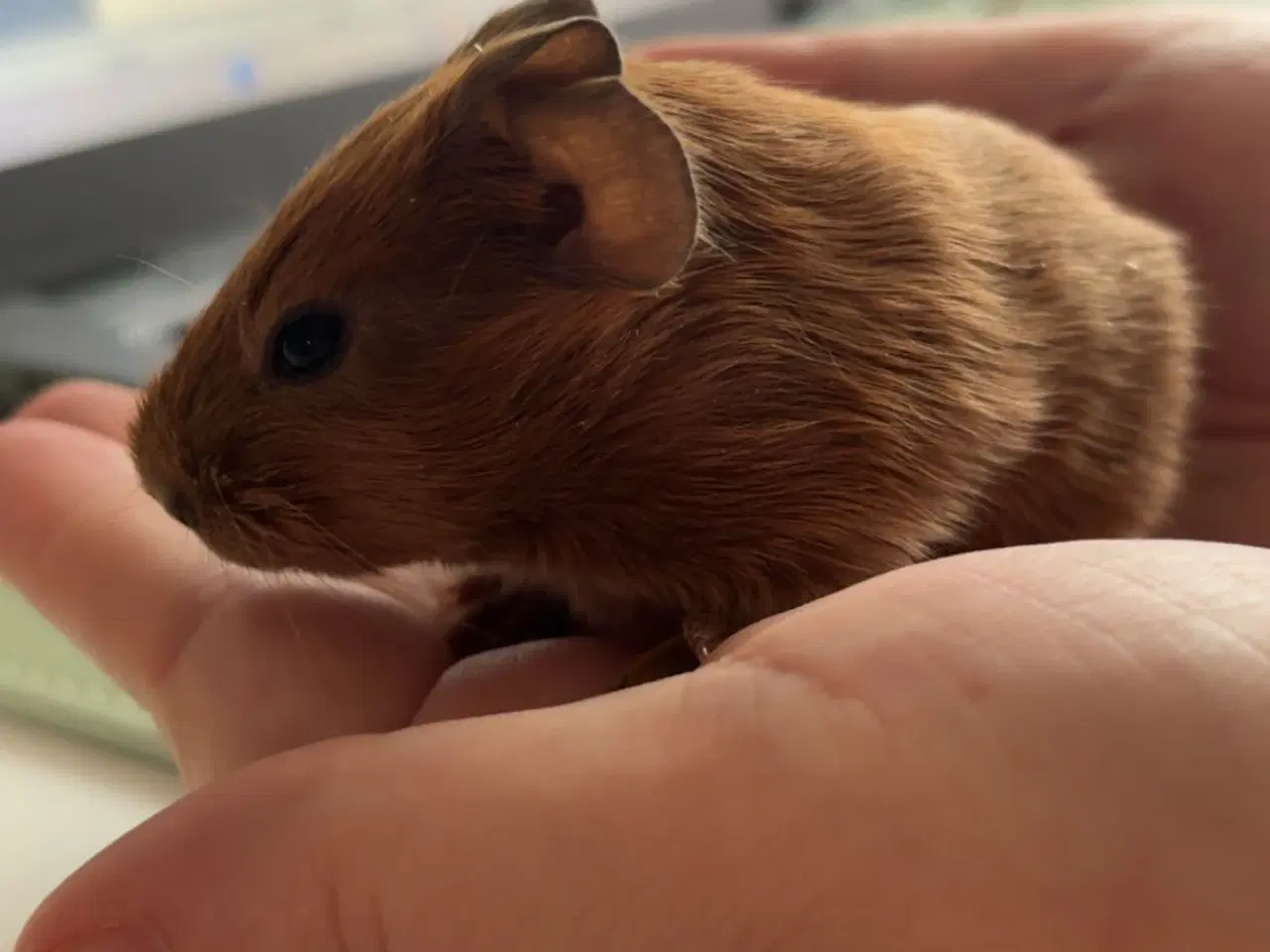 Billede 3 - Marsvin søger nye hjem