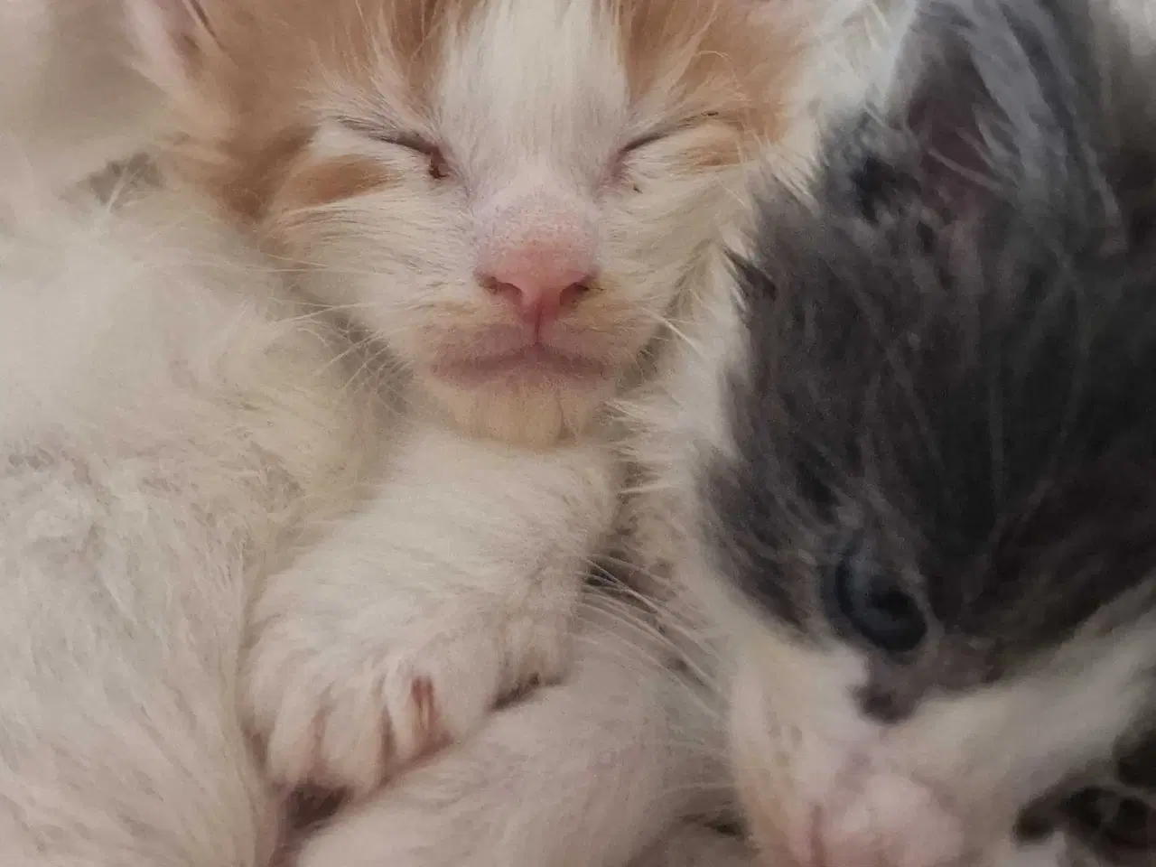 Billede 7 - Mainecoon killinger 