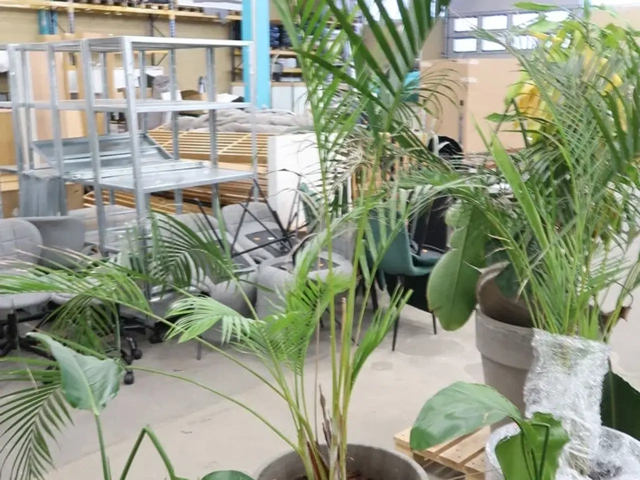 Billede 7 - Div. store planter i krukker