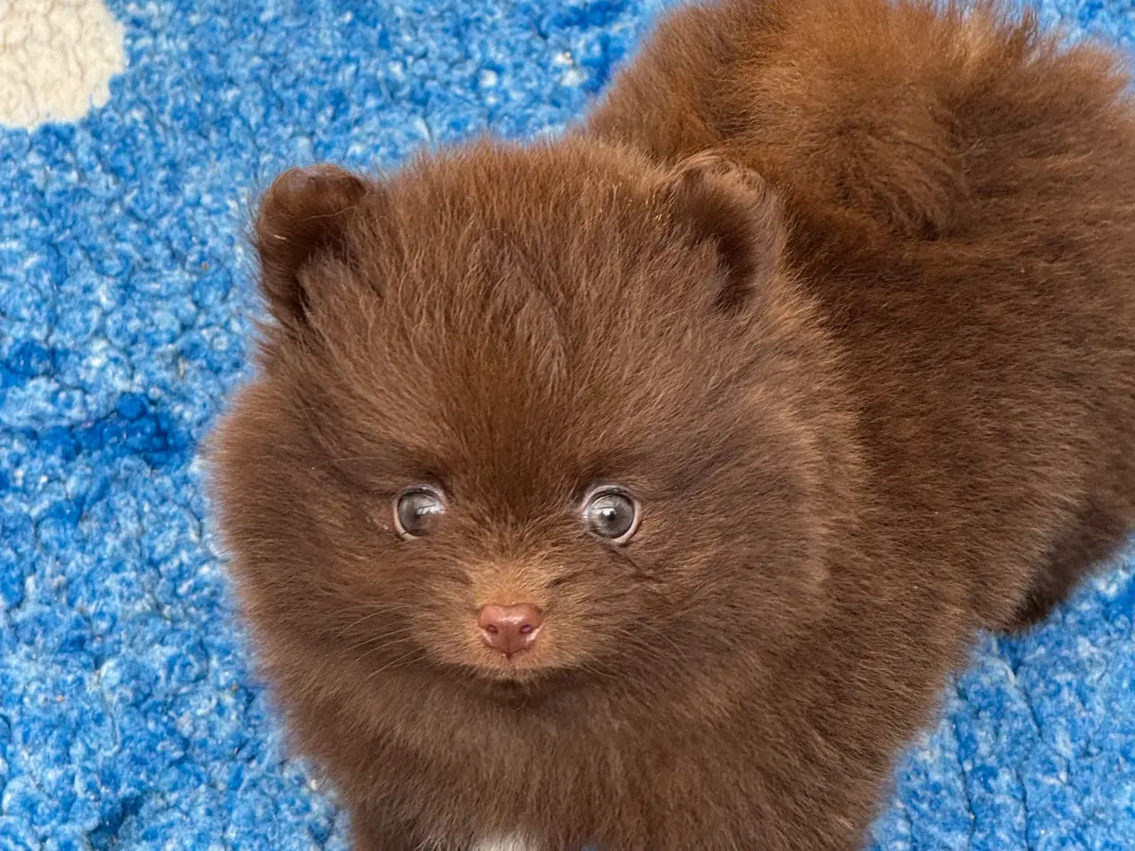 Billede 21 - Pomerania hvalpe 1 pige tilbage